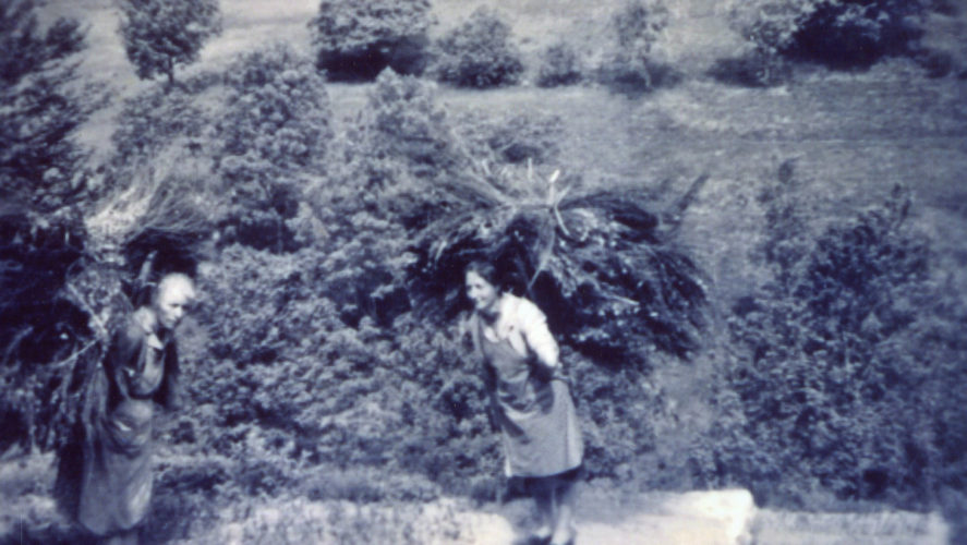 Miazzina_Ginestre