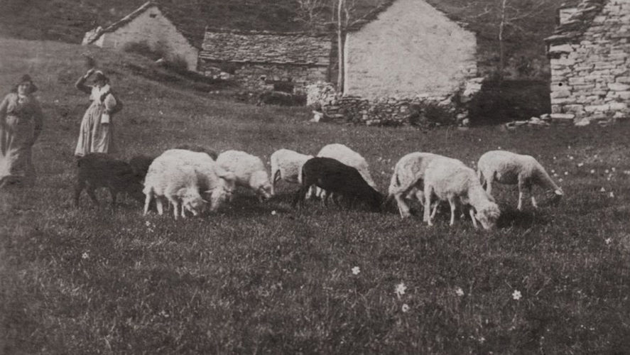 Miazzina_Pala-1908