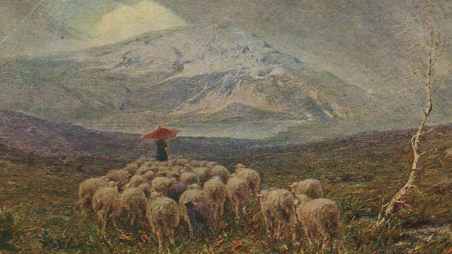 Miazzina_Tominetti_Tra l'erica