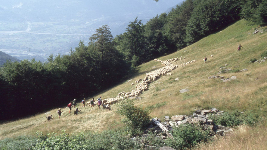 Trontano_transumanza-1995 (5)
