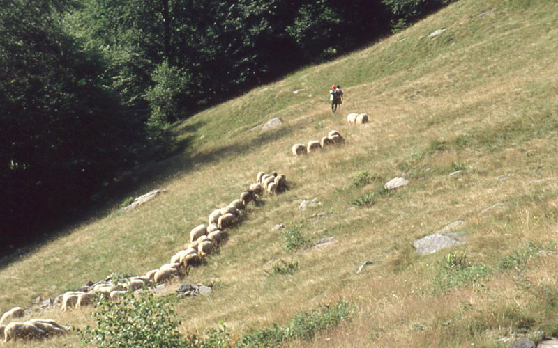 Trontano_transumanza-1995 (7)