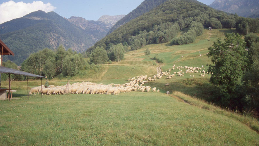 Trontano_transumanza-1995