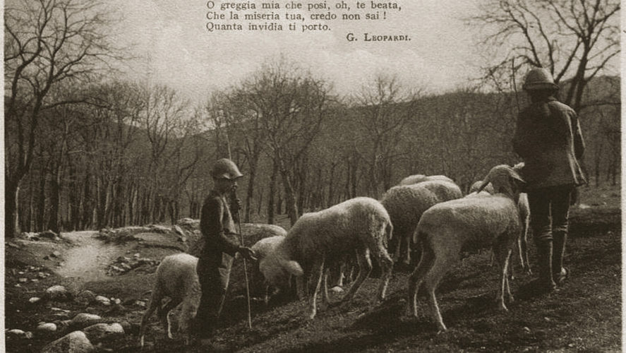 Cossogno_Pecore