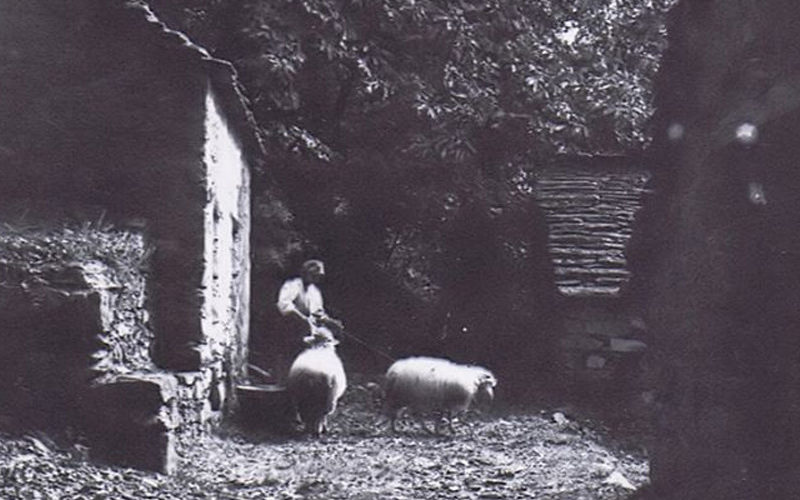 Miazzina_Alpigiana